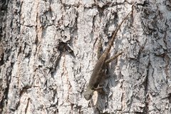 Sceloporus grammicus