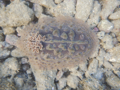 Asteronotus cespitosus