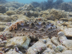 Asteronotus cespitosus