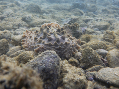 Asteronotus cespitosus