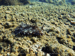 Discodoris boholiensis