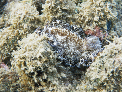Discodoris boholiensis