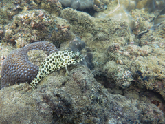 Epinephelus quoyanus