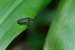 Lampyridae