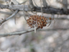 Rhopalomyia utahensis