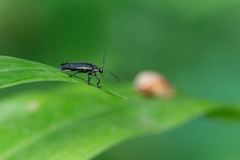 Lampyridae
