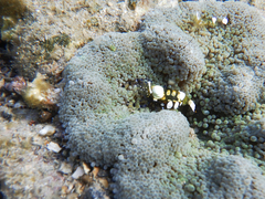 Ancylocaris brevicarpalis