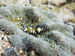 Ancylocaris brevicarpalis