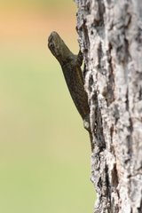 Sceloporus grammicus