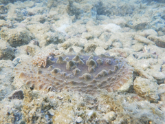 Asteronotus cespitosus