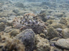 Asteronotus cespitosus