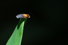 Lampyridae