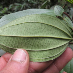 Axinaea macrophylla