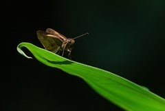 Psoralis stacara