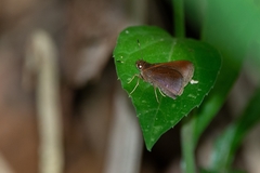 Nastra lurida