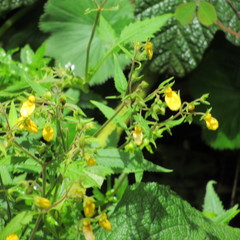 Calceolaria mexicana