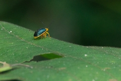 Paranaita bilimbata