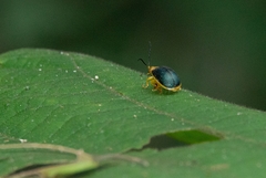 Paranaita bilimbata