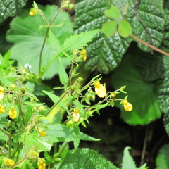 Calceolaria mexicana