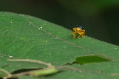 Paranaita bilimbata