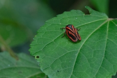 Mahanarva fimbriolata