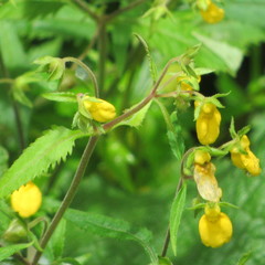 Calceolaria mexicana