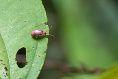 Alagoasa