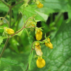 Calceolaria mexicana