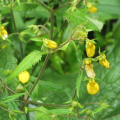 Calceolaria mexicana