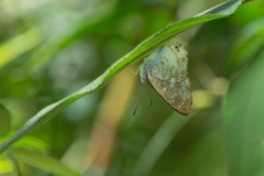 Lemonias zygia