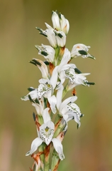 Chloraea piquichen
