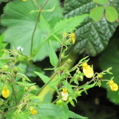 Calceolaria mexicana