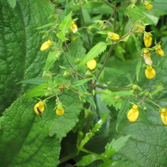 Calceolaria mexicana