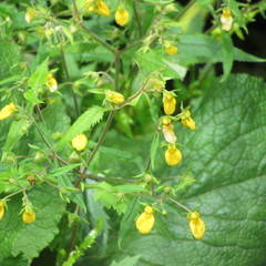 Calceolaria mexicana