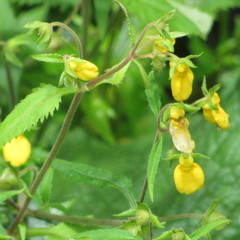 Calceolaria mexicana