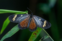 Actinote