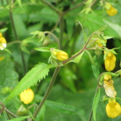 Calceolaria mexicana