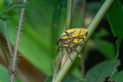 Ileomus