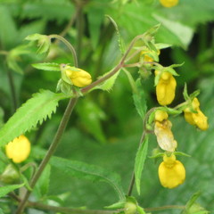 Calceolaria mexicana