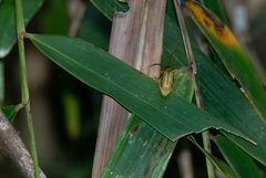 Diabrotica interruptolineata