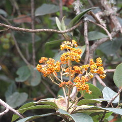 Buddleja bullata