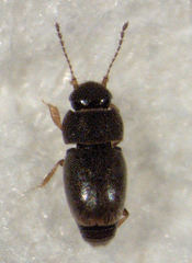 Ptiliodes austerus