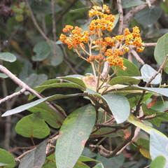 Buddleja bullata