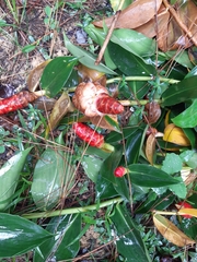 Costus woodsonii
