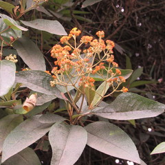Buddleja bullata