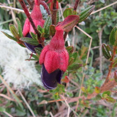 Brachyotum strigosum