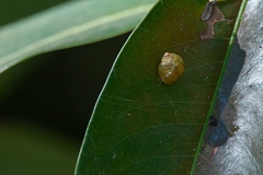 Simpulopsis