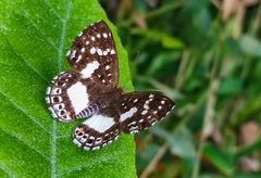 Lemonias zygia