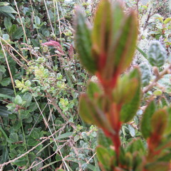 Brachyotum strigosum