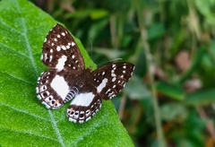 Lemonias zygia